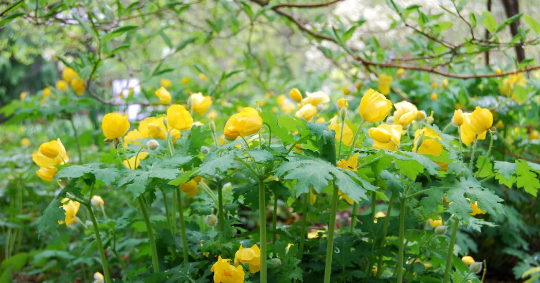 قوانین جدید باغبانی برای سال نو