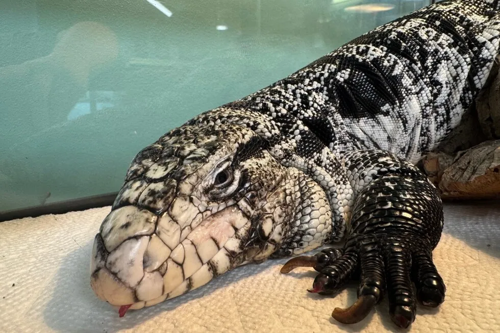 خزنده یخ زده موسوم به "مارمولک در کولاک" پس از مدفون شدن در برف رود آیلند نجات یافت.