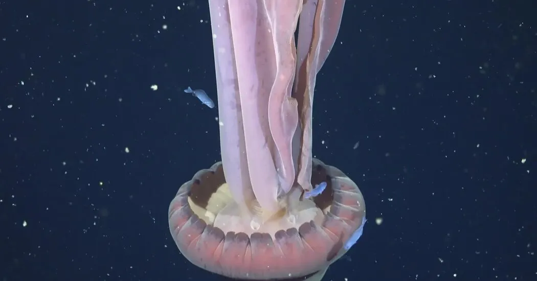 Rare Deep-Sea Giant Phantom Jellyfish Sighting Is Recorded on Video